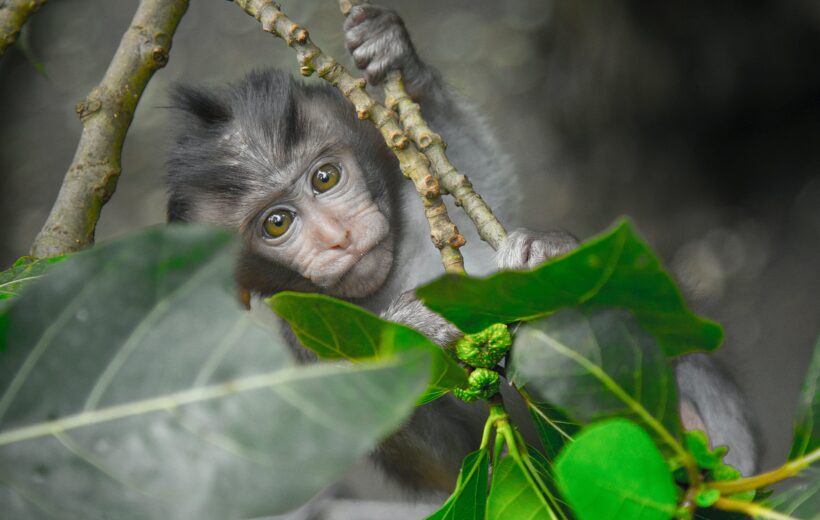 The Adventure Island Bali 9 Days  8 Night