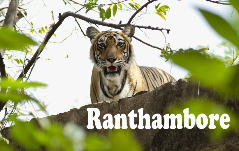 Exotic Wildlife Tour to Ranthambore