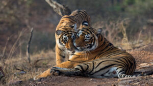 City and Wildlife Tour in Rajasthan 2N Sawai Madhopur , 1N Jaipur  4 Days 3 Night