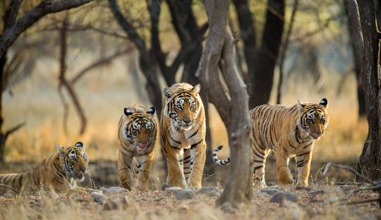 Golden Triangle with Ranthambore 02N Delhi, 01N Agra, 02N Jaipur, 02N Ranthambore 07 Nights 08 Days